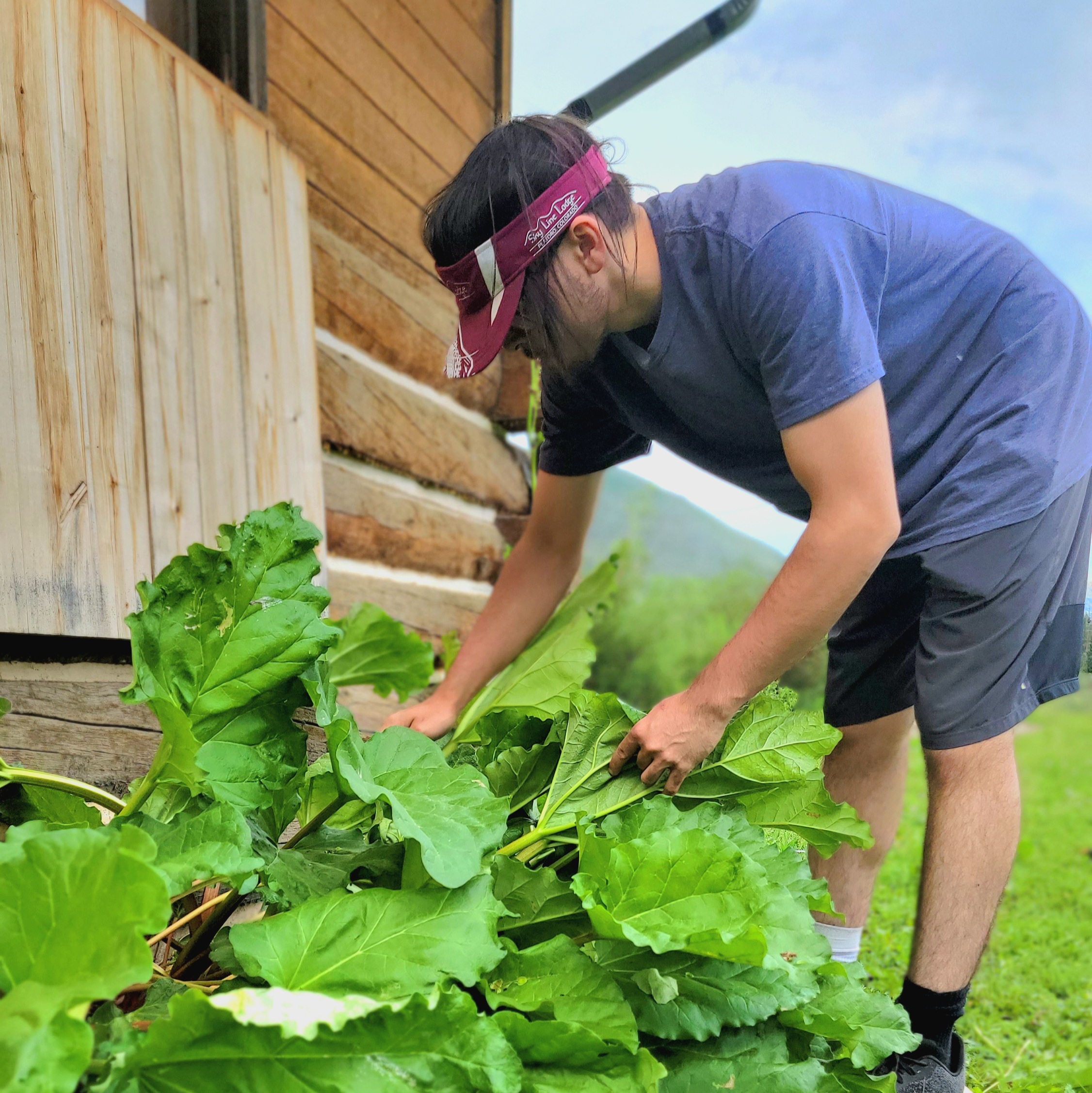 Rhubarb Picking